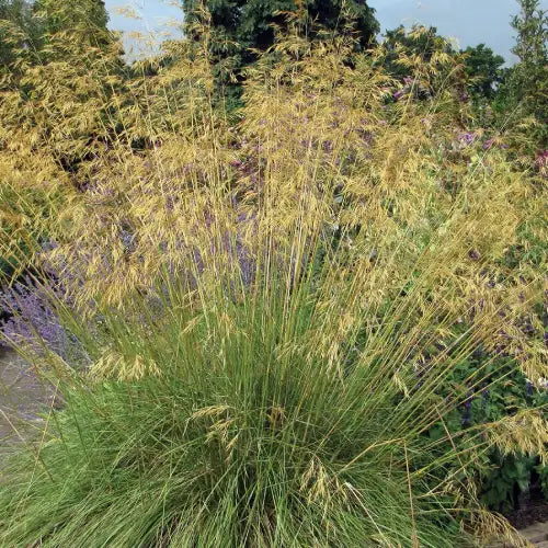 Massif de stipa gigantea