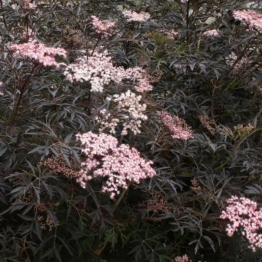 Sureau noir (Sambucus nigra) Back lace