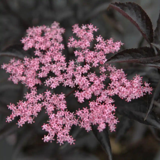 Sureau noir Black beauty (Sambucus nigra Black beauty)