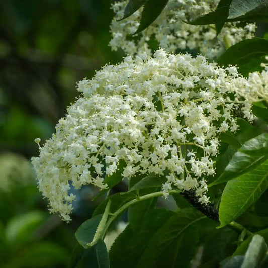 Sureau noir (Sambucus nigra)
