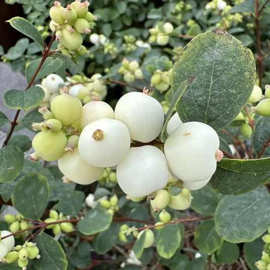 Symphorine (symphoricarpos doorenbosii) white edge