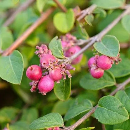 Symphorine Hancock (Symphoricarpos chenaultii Hancock)