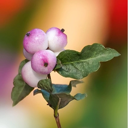 Symphorine (Symphoricarpos) doorenbosii Mother of pearl