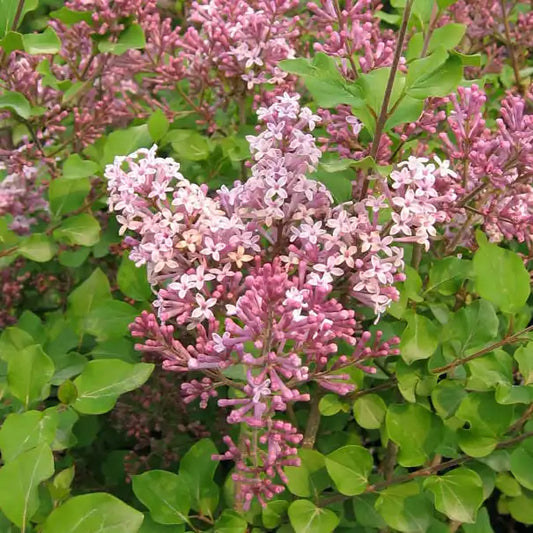 Lilas Miss kim (Syringa patula Miss kim)