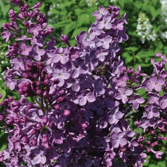 Lilas Amesthyst (Syringa vulgaris Amesthyst)