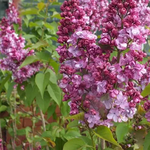 Lilas Prince wolkonsky (Syringa vulgaris Prince wolkonsky)