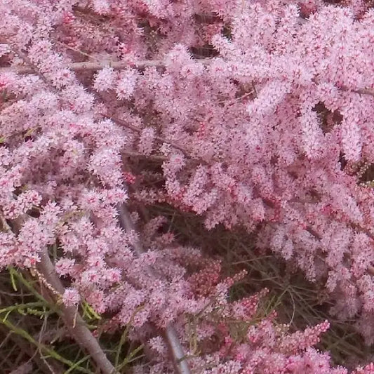 Tamaris pink cascade (Tamarix ramosissima Pink cascade)