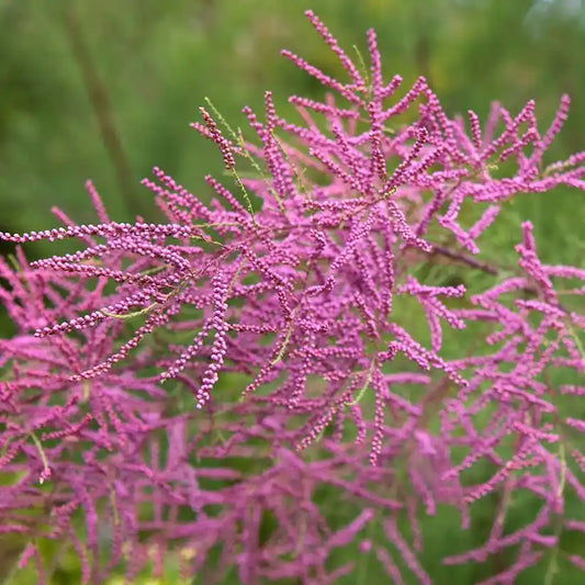 Tamaris (Tamarix tetrandra)