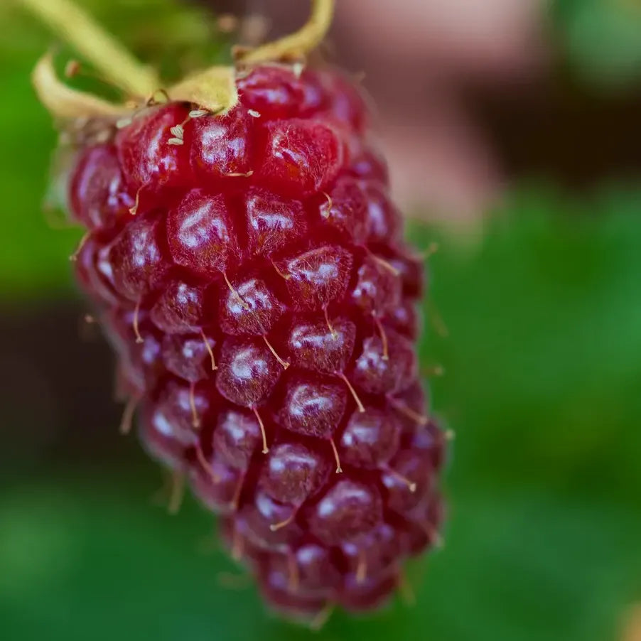 Fruit du Tayberry Buckingham