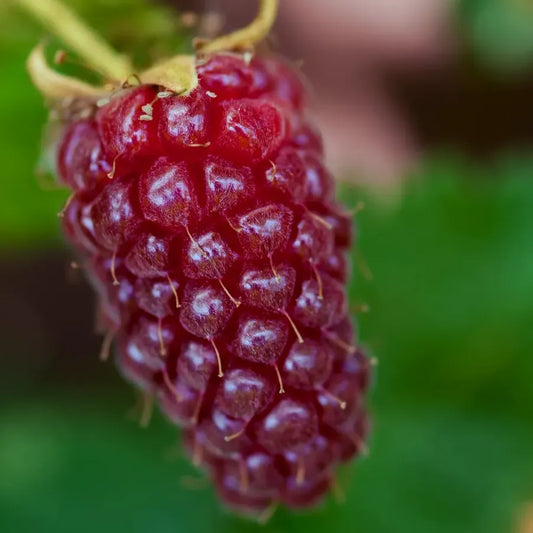 Fruit du Tayberry Buckingham