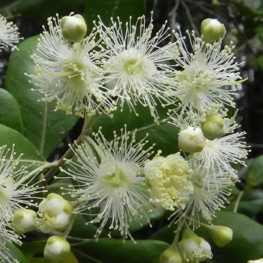 Temu du Chili (divaricatum Heaven scent)