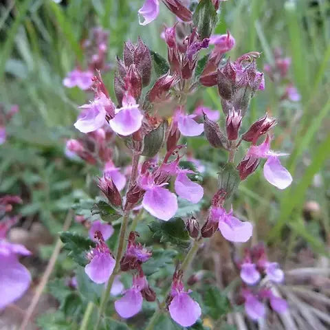 Germandrée (Teucrium chamaedrys)