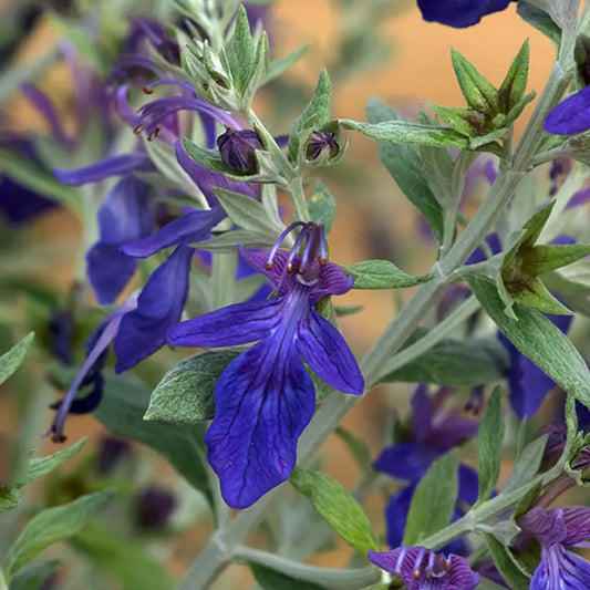 Germandrée arbustive (Teucrium fructicans)