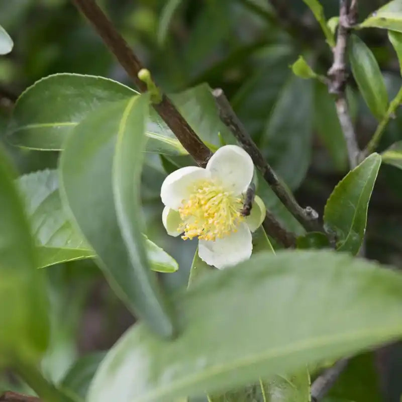 Théier (Camélia sinensis)