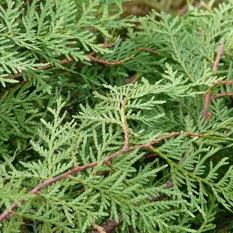 feuilles du thuya en gros plan