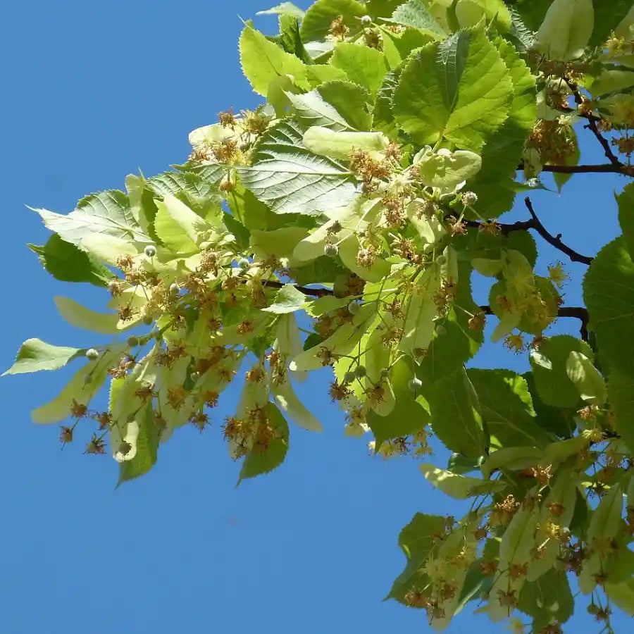 Feuilles du tilleul 'Corinthian'
