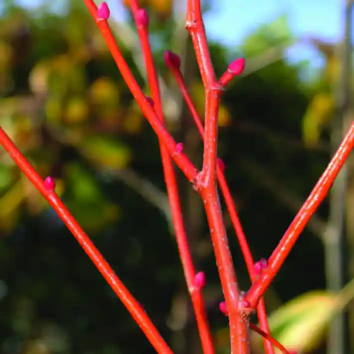 Branches pourpres du tilleul 'Winter Orange'