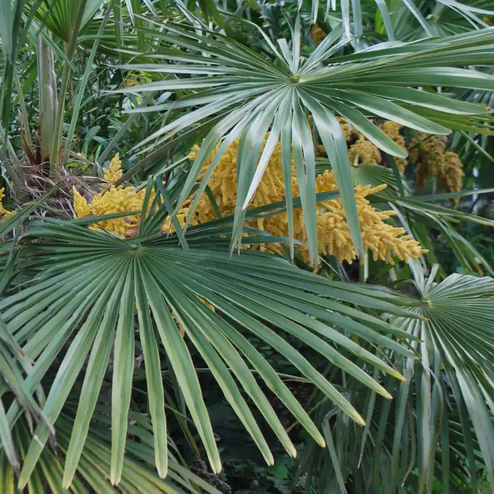 feuilles et floraison du trachycarpus-fortunei