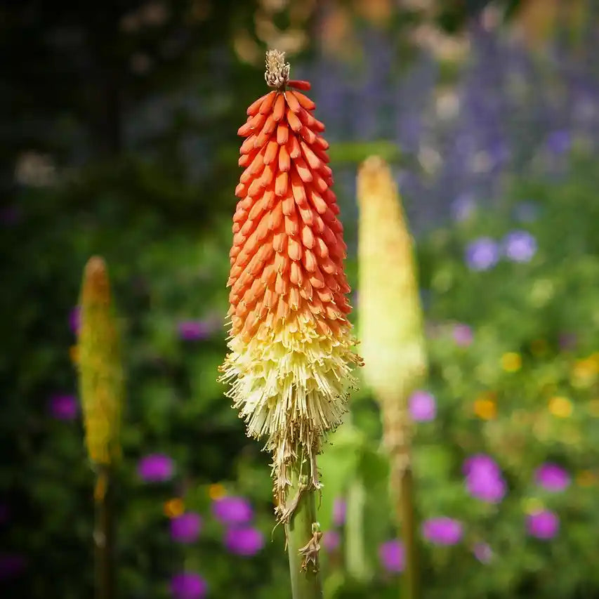 Tritoma (kniphofia uvaria) Royal Castle