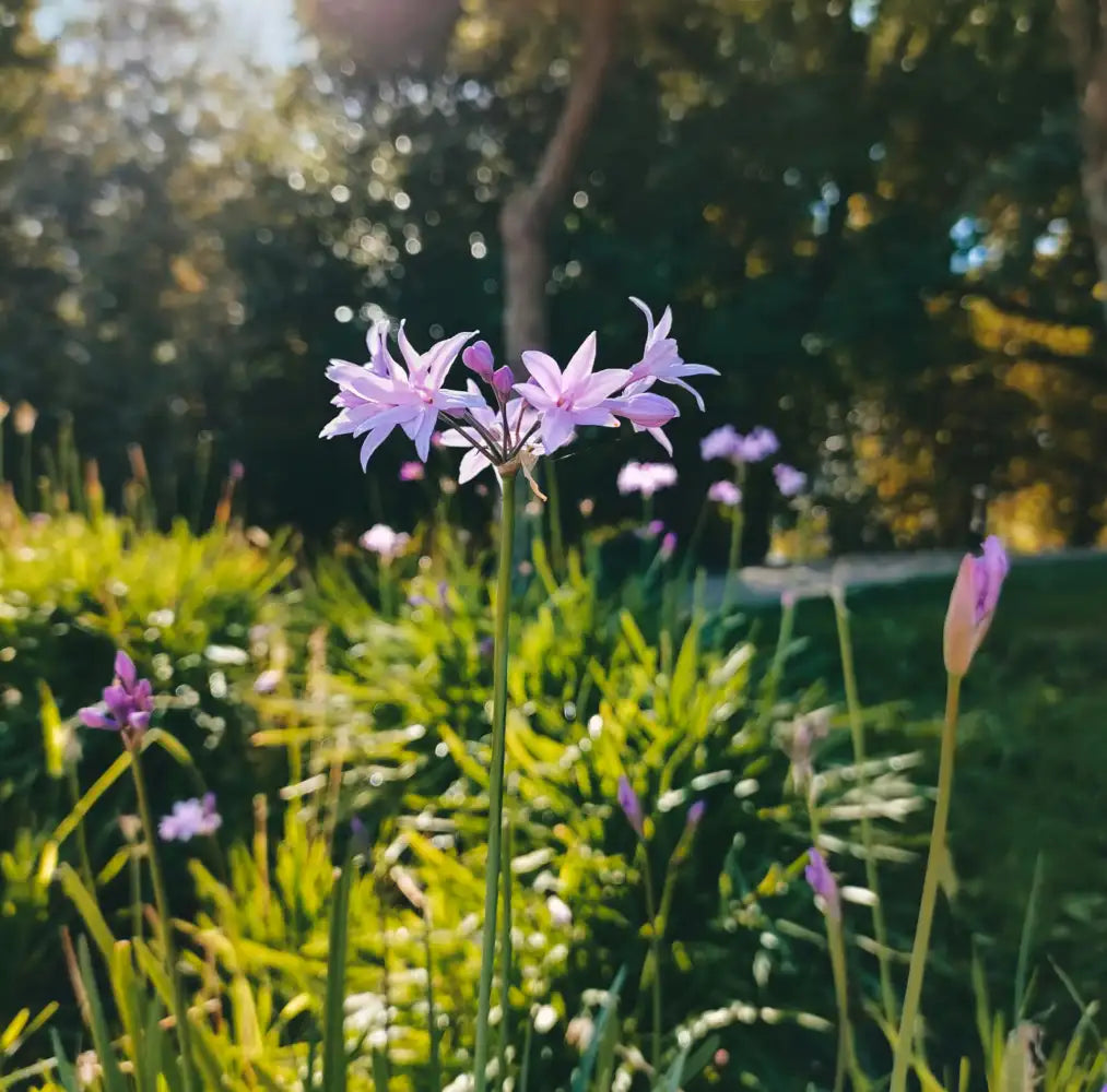 Fleur du tulbaghia "Flamingo"