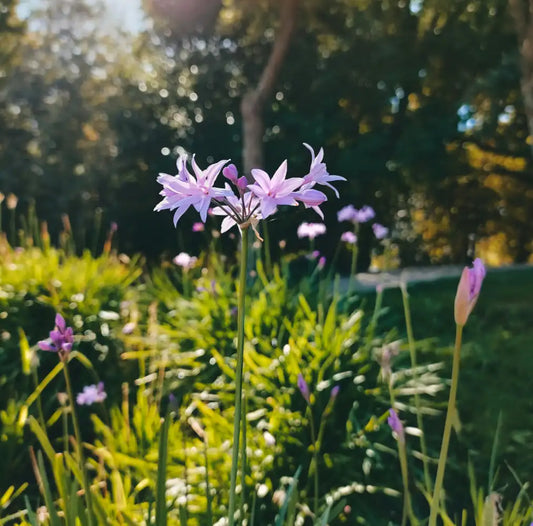 Fleur du tulbaghia "Flamingo"