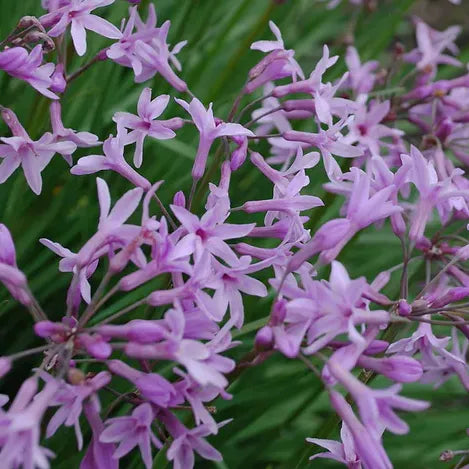 Tulbaghia violacea