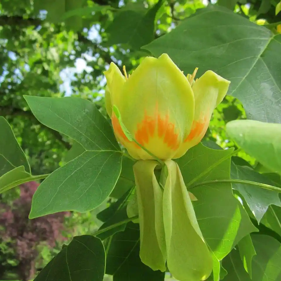 Fleur jaune à coeur orange du tulipier de Virginie