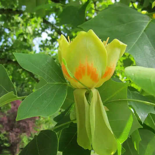 Fleur jaune à coeur orange du tulipier de Virginie
