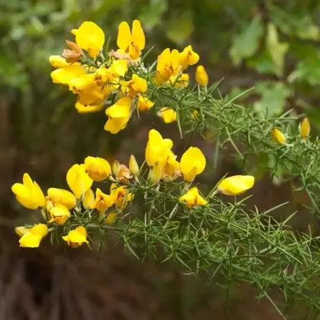 Ajonc (Ulex europaeus)