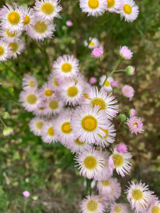 Fleurs blanches à coeur jaune de la vergerette (erigeron)