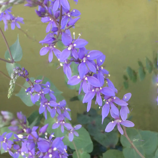 Véronique arbustive 'Perfoliata' (Parahebe 'Perfoliata')