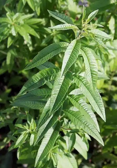Verveine citronnelle (Lippia citriodora)