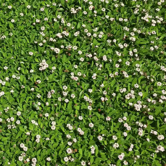 Verveine nodulaire en fleurs blanches