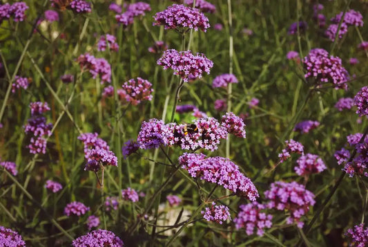 Fleurs de verveine bonariensis