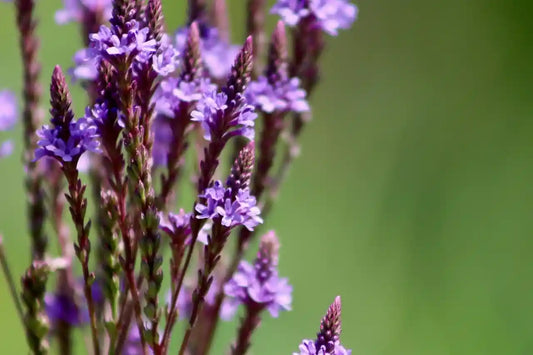 Fleur de la verveine (Verbana) Blue Spire