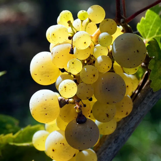 raisin chasselas dore de fontainebleau