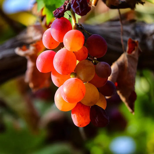 raisin chasselas rose