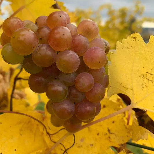 raisin exalta