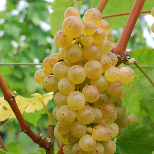 raisin mscat blanc
