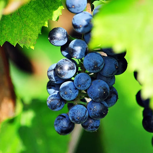 raisin muscat bleu