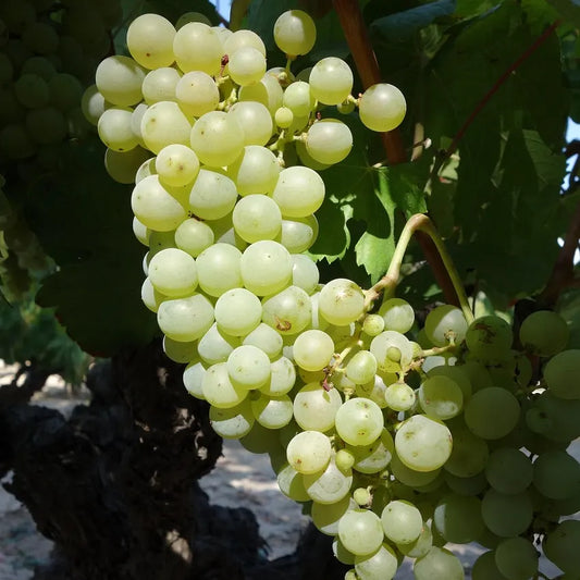 raisin perle de csaba
