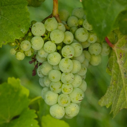 raisin verdia vign happy