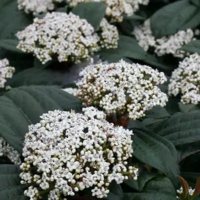 Viorne de David (Viburnum davidii)