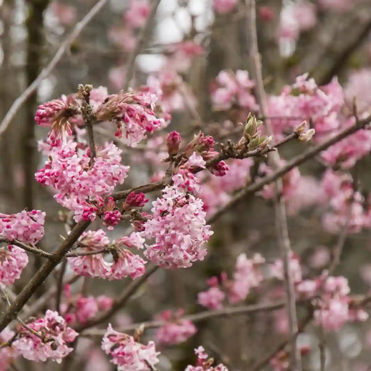 Viorne d'hiver Dawn (Viburnum bodnantense dawn)