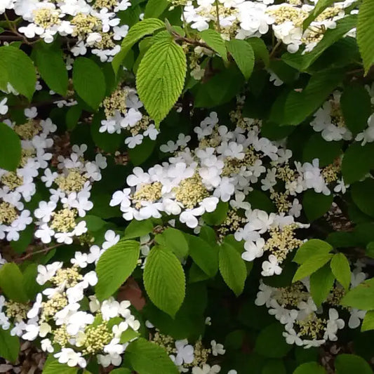 Viorne kilimandjaro® (Viburnum plicatum Kilimandjaro®)