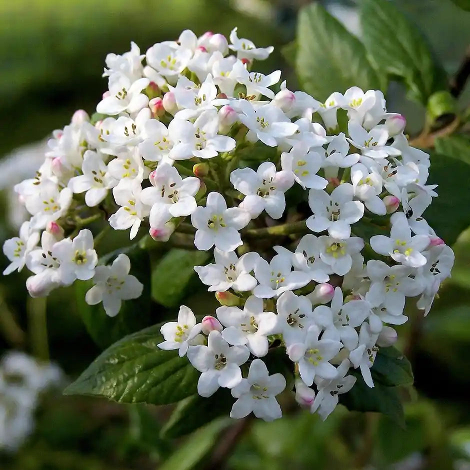 Fleurs blanches de la viorne