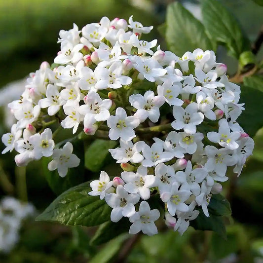 Fleurs blanches de la viorne