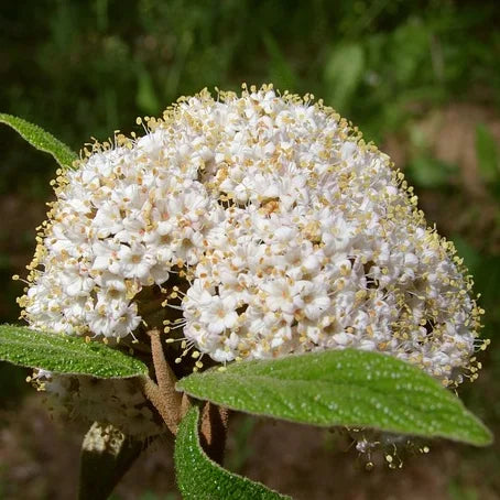 Viorne Lantana (viburnum)