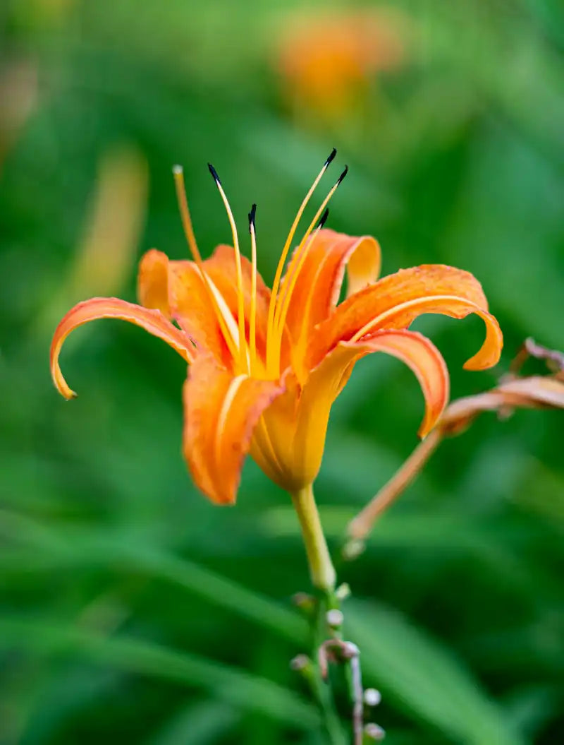 Fleur orange du watsonie fulgens