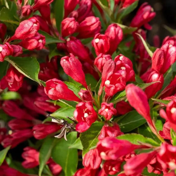 Weigélia All summer red® (Weigela All summer red®)